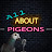 All About Pigeons Podcast