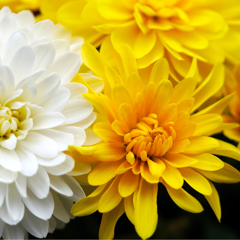 Xuân Hương Vlog .