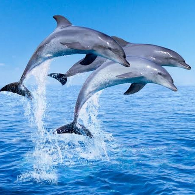 Dolphin