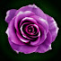 gVrPHi-E3hk-channel-avatar-PurpleRose244