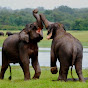 Elephant Jambo SL Avatar
