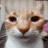 @katzezockt_'s avatar