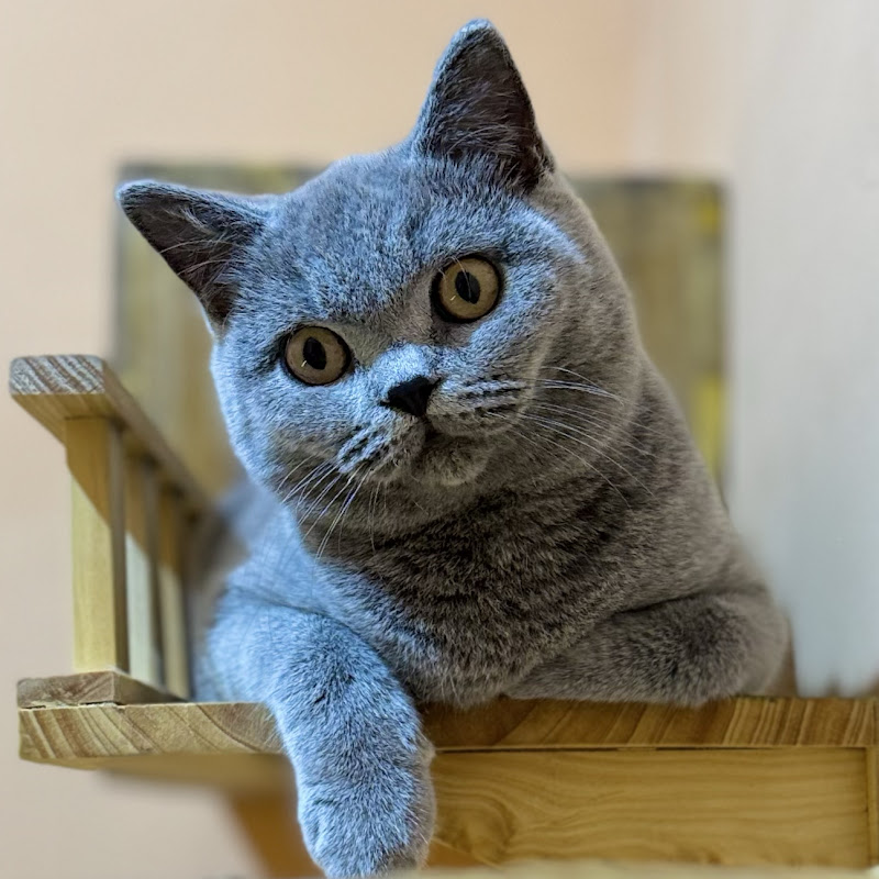 Cutiepaws