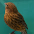 EevQHFYGM8U-channel-avatar-The Classic Lizard Canary 