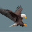 HuntingEagle