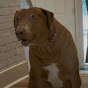 Funny pet 