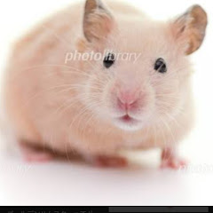 【コメ活系】どこにでもいるハムスター【1000人目標】