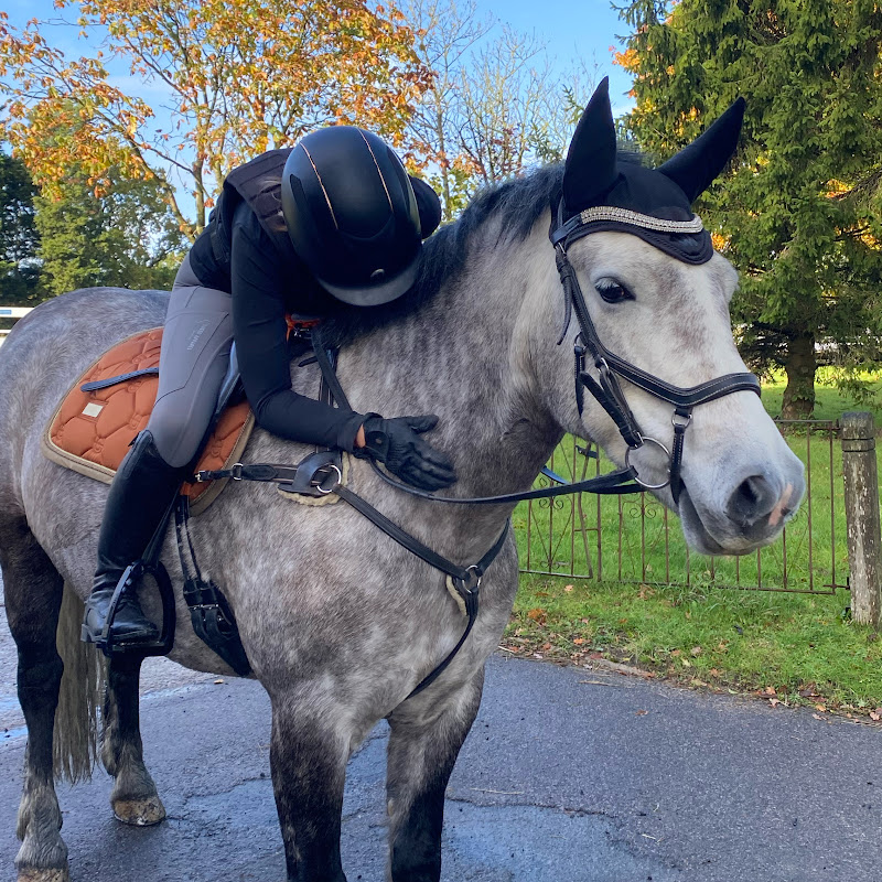 Equine Mollie icon