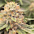 @beanz2blazed22