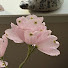 XURcl3dFsBI-channel-avatar-ぼんぼさん