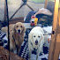 anwkPeaYwMs-channel-avatar-GoldenK9Campers