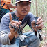 Kicau Alam Borneo