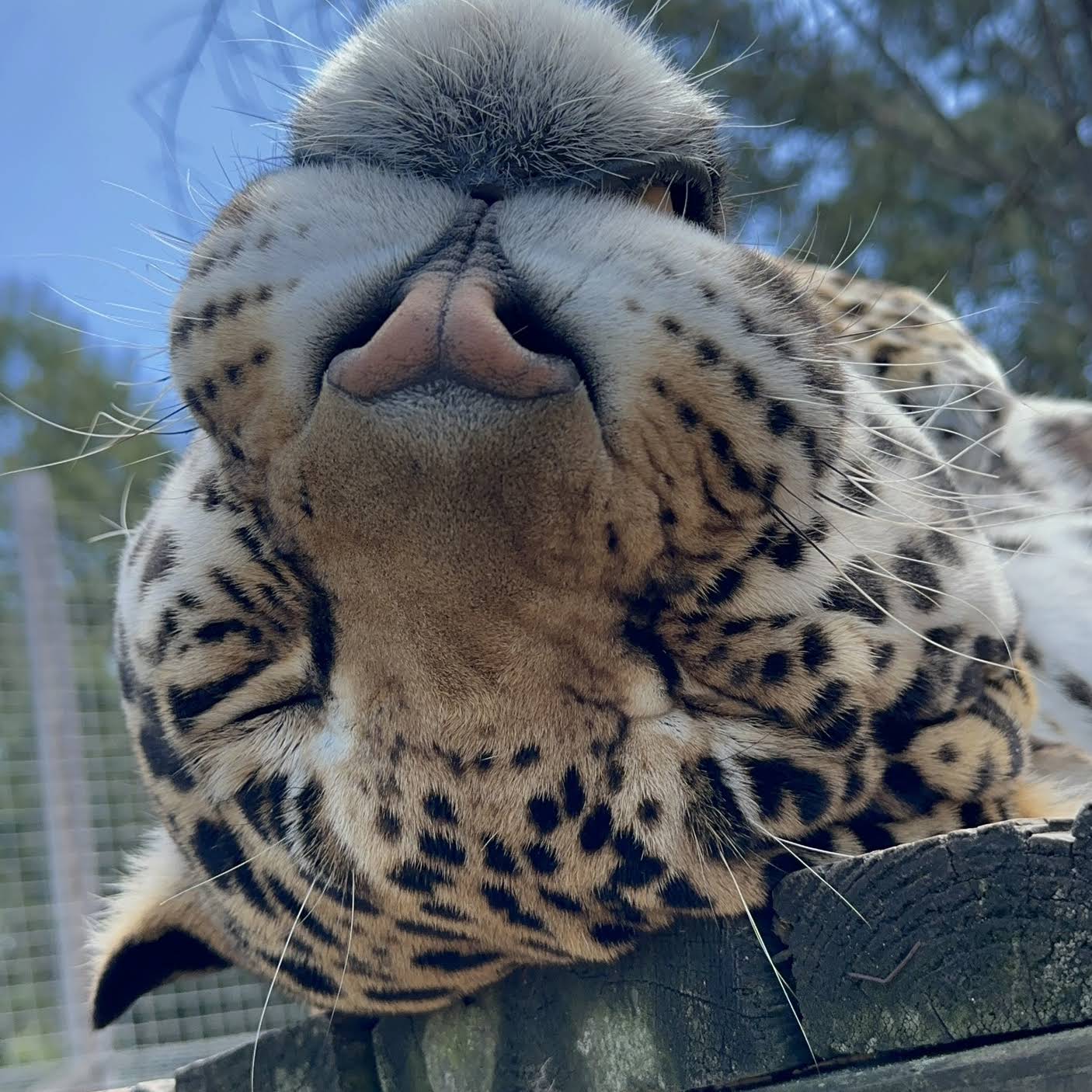 Post from Safari Sammie