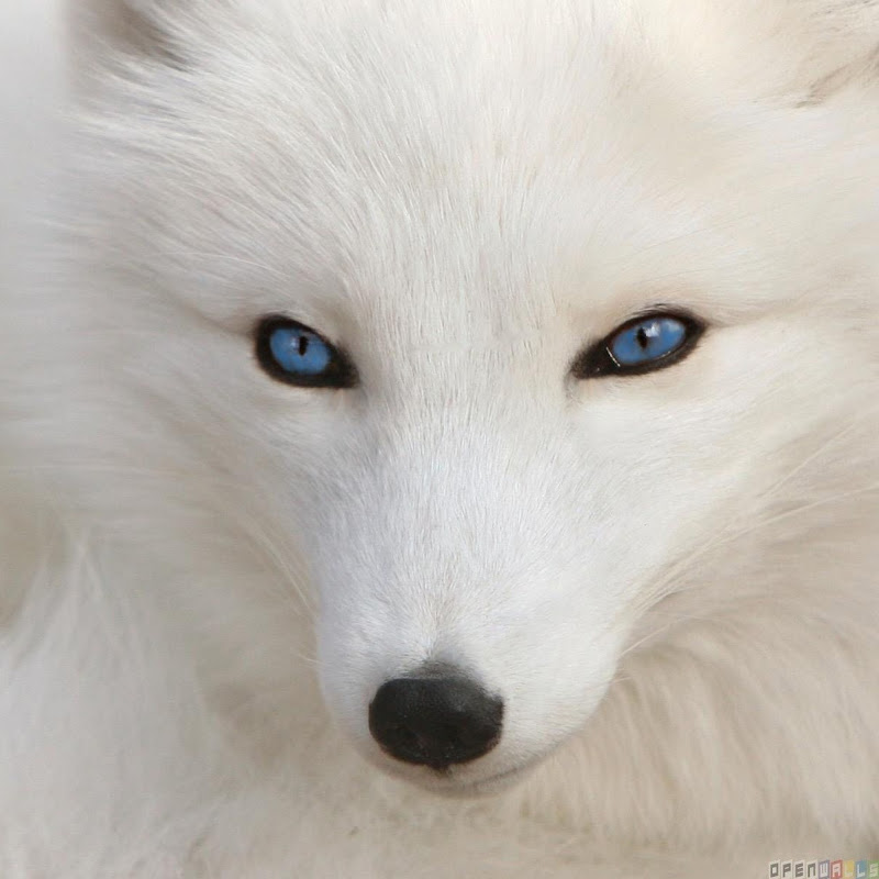 A Foolish Fox Kit Gaming