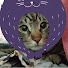 8UsKnq5aFFo-channel-avatar-Patili Mutfak