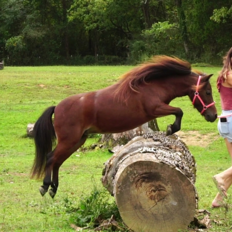 Little Rein Farm
