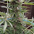 weed cannabis grow channel