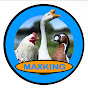 L'élevage de maxking