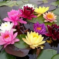 Sushma Patne