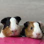 Cookiecrystal Guineapig logo