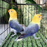 q5MmcnS1h_A-channel-avatar-Rafia Love Birds