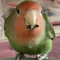 ハムトリティオ