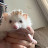 Kumquat The Hedgehog 