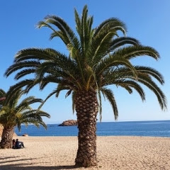 palmsanddreams