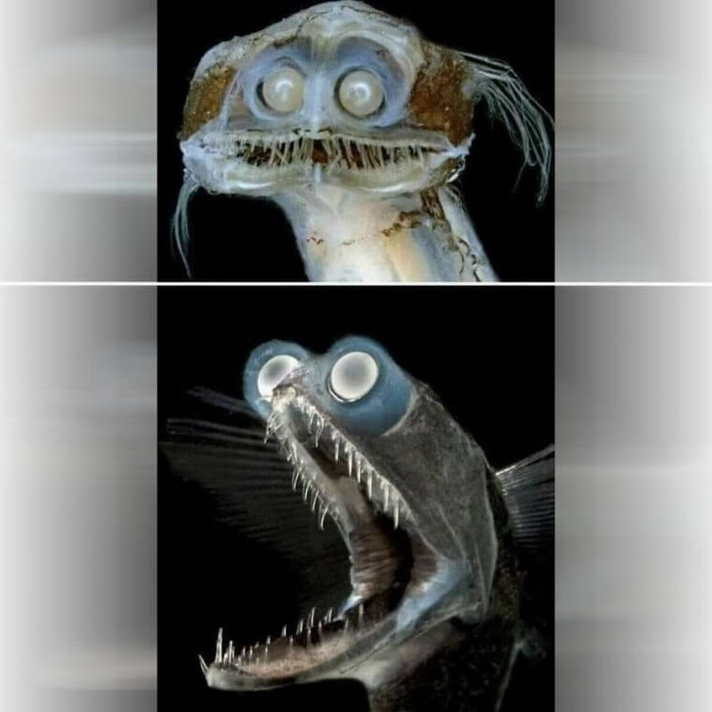 MrGajerGajerowski