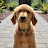 Boise Golden Retriever