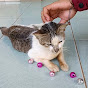 ASMR CAT