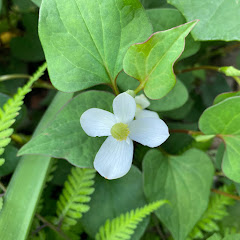 おんがく まりネェ