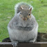 1YHkXR4uApA-channel-avatar-Clive's Garden Wildlife