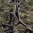golcO_rg3tA-channel-avatar-From The Forest