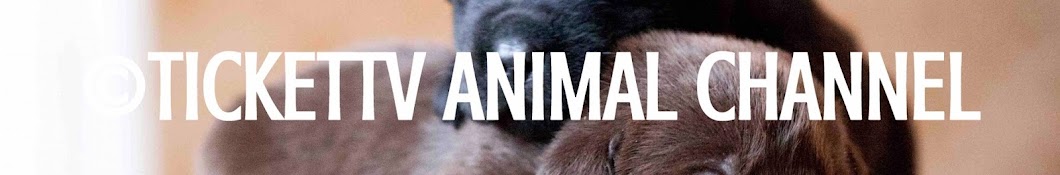 TICKETtv ANIMAL CHANNEL YouTube channel avatar