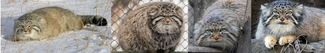 Manul Stronk YouTube channel avatar