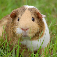 Animals Documentary