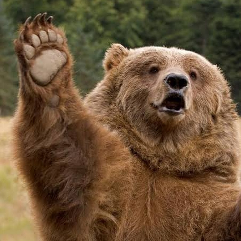 grizzly gaming