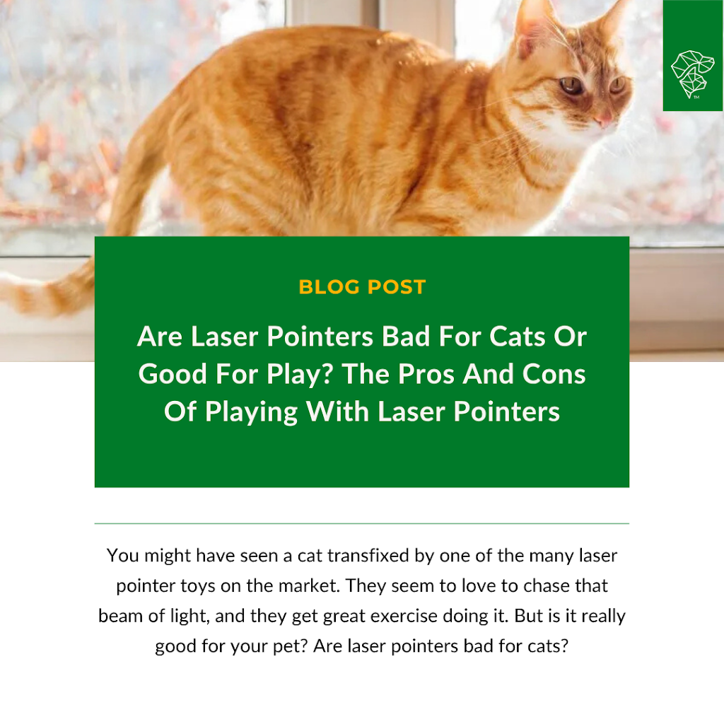 Can a Cat Toy Laser Pointer Dangerous: Hidden Risks Revealed