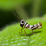 gsbVMwNcBro-channel-avatar-Grasshopper