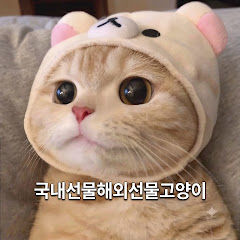 국내선물 해외선물 고양이(국내선물고양이)