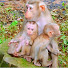 QJYMX1iSAPE-channel-avatar-Monkey Lifestyle 