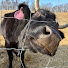 7xbZxiz43mk-channel-avatar-Follow the Phillips on Piddlin' Homestead