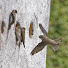 fjGJi_L0cx0-channel-avatar-Harper's Sand Martin Nest Banks Cam
