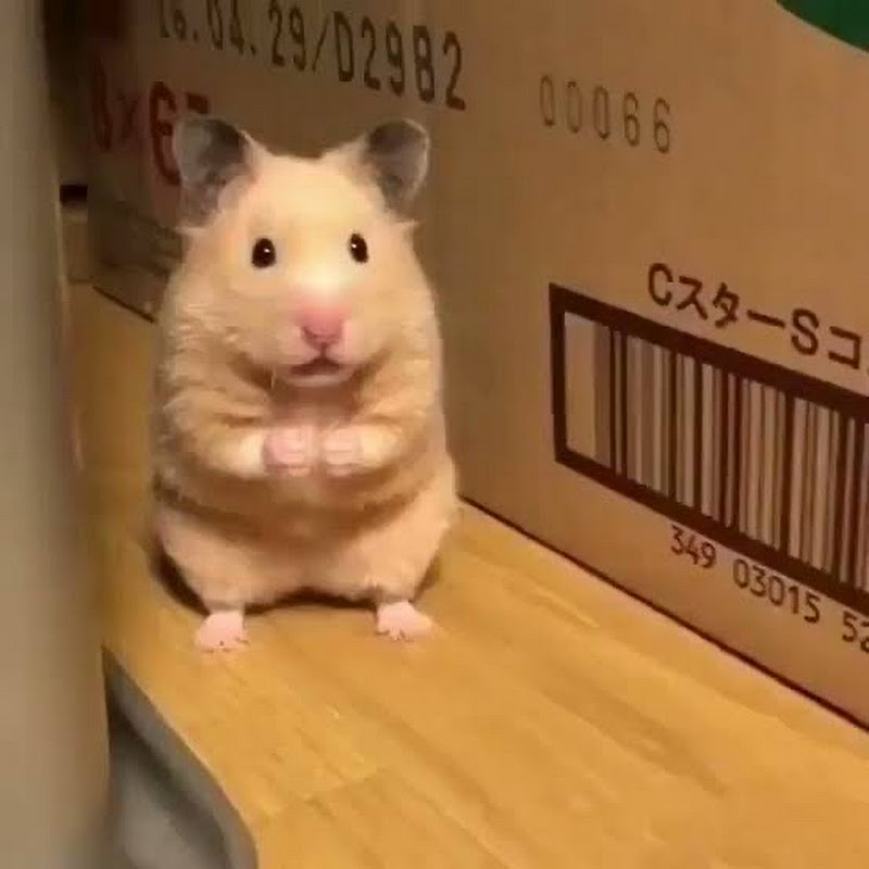 クスッとハムスターちゃんねる