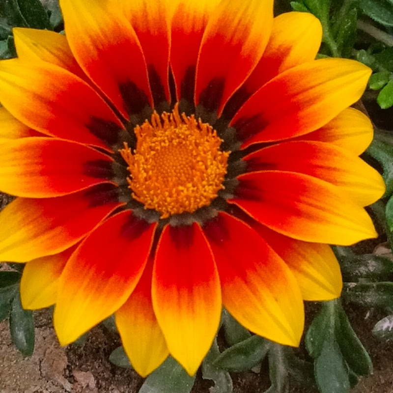 phulwari