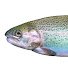 c2-ypjhu7VM-channel-avatar-MurkyTrout