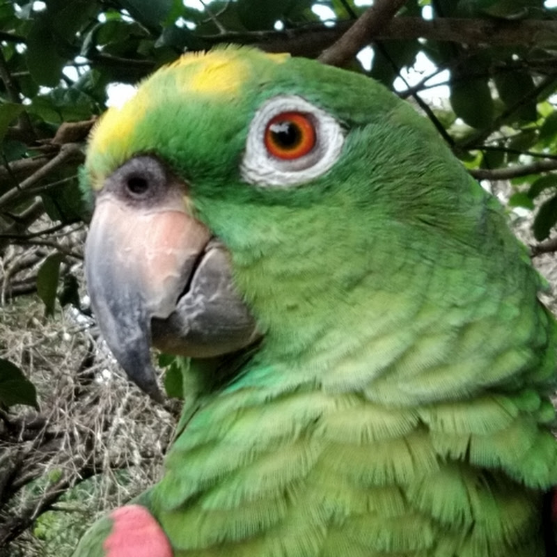 VICTOR DE LOROS 16
