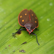 Spotty Beetles
