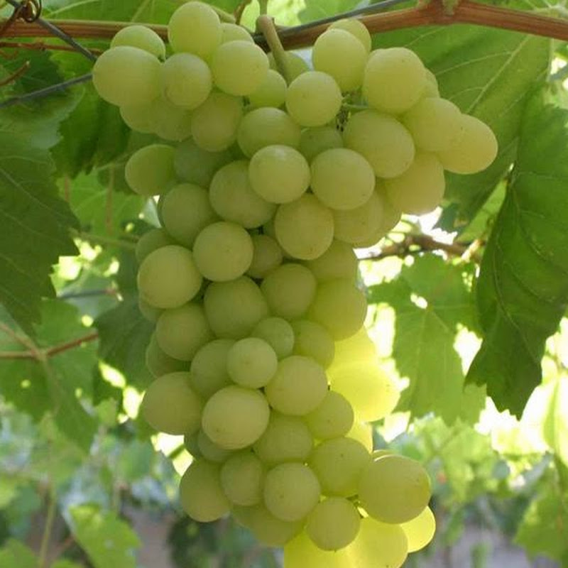 Eng: Najeh Hashlamoun  م ناجح الهشلمون Logo